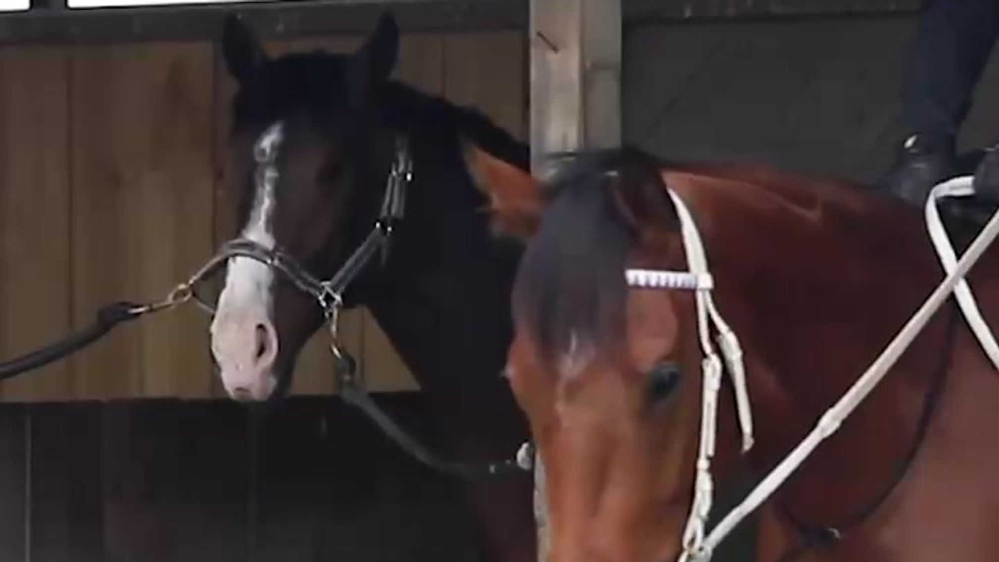 Promo video - Lot 294